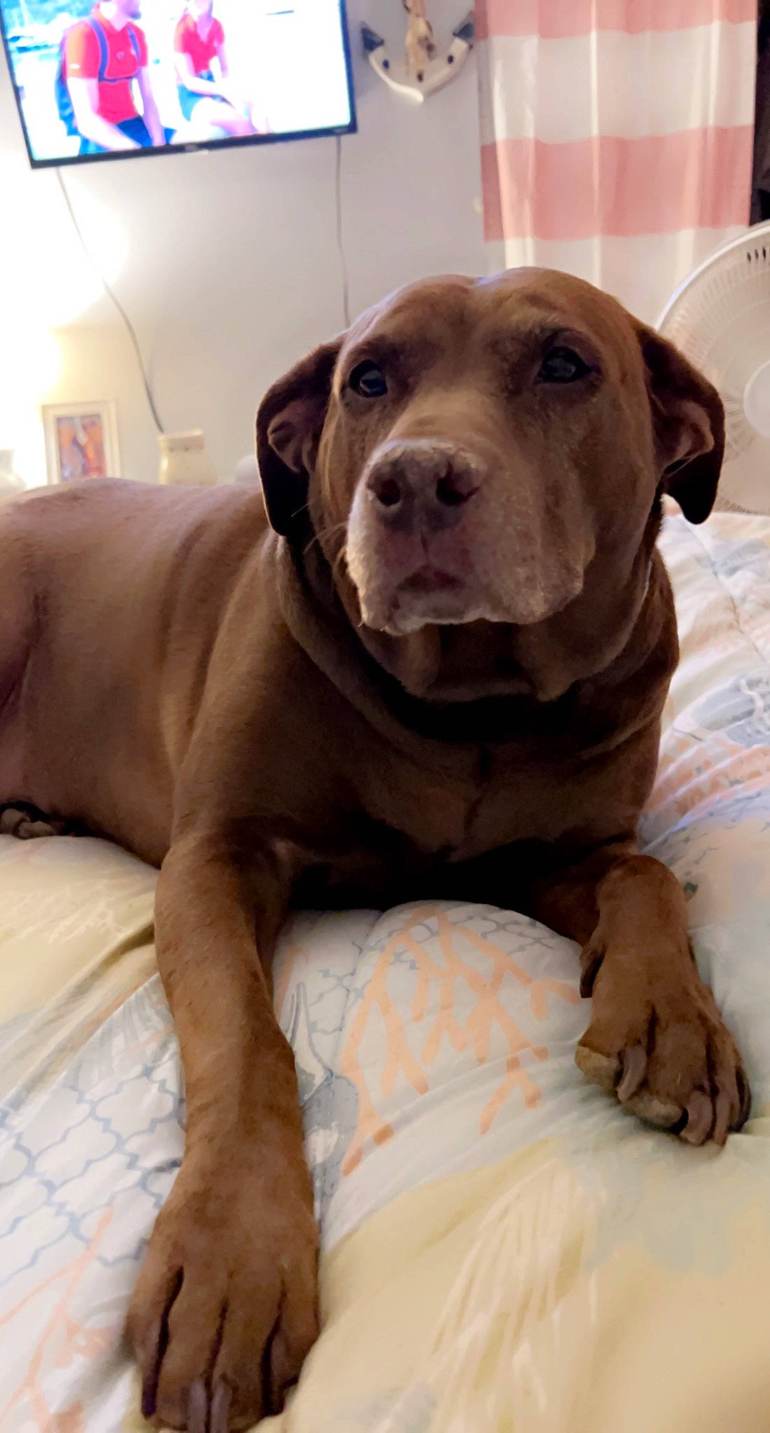 Lily is registered to the contest to win money with this photo: canidae, carnivore, collar, comfort, companion_dog, dog, dog_breed, dog_collar, fawn, fur, guard_dog, gun_dog, liver, puppy, snout, sporting_group, terrestrial_animal, whiskers, working_animal, wrinkle