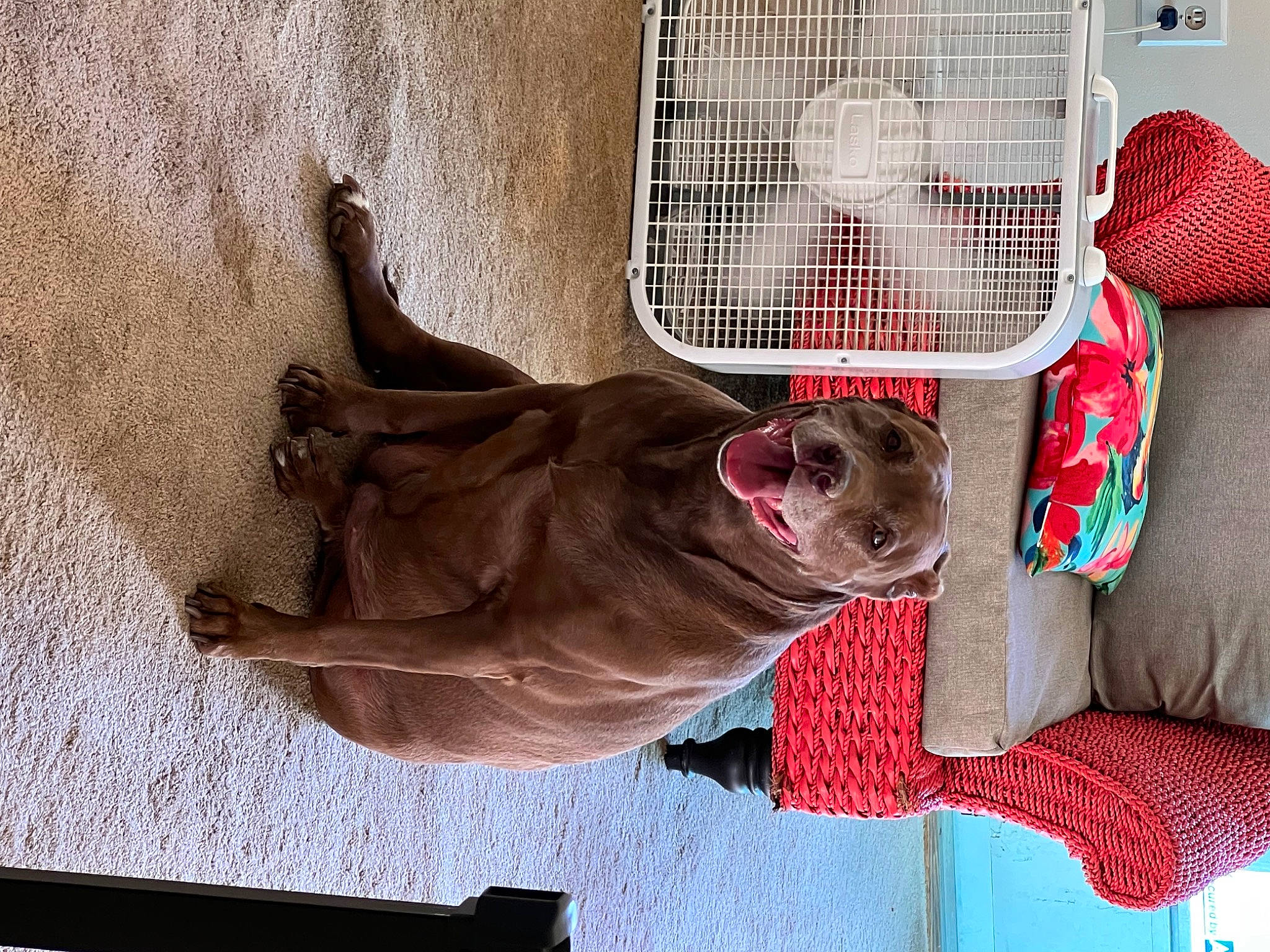 Lily is registered to the contest to win money with this photo: animal_shelter, cage, canidae, carnivore, collar, comfort, companion_dog, dog, dog_breed, dog_crate, dog_supply, fawn, fur, liver, mesh, pet_supply, smile, snout, sporting_group, working_animal