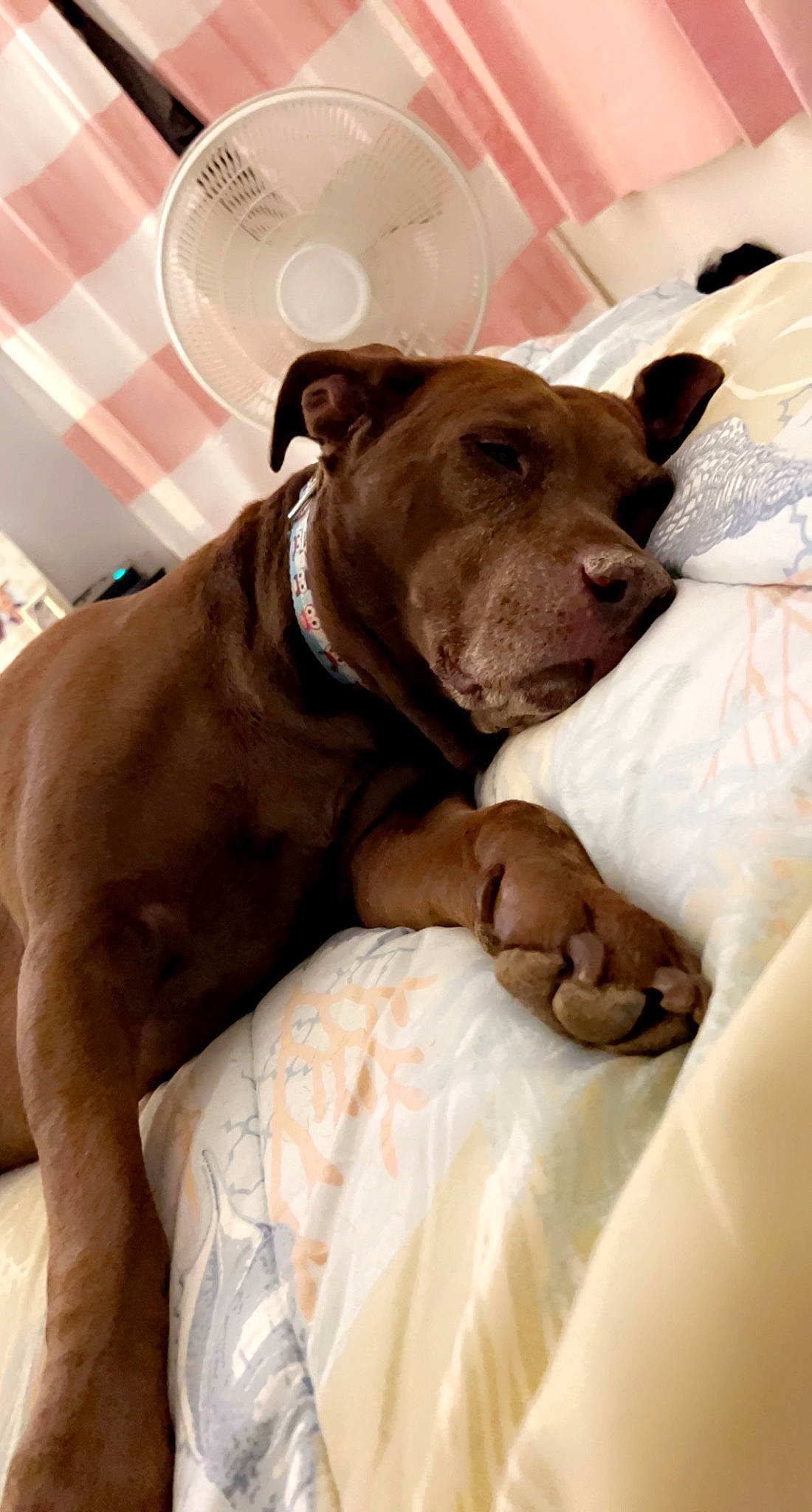 Lily is registered to the contest to win money with this photo: canidae, carnivore, collar, comfort, companion_dog, dog, dog_breed, dog_collar, dog_supply, fawn, fur, guard_dog, liver, non_sporting_group, pet_supply, snout, sporting_group, terrestrial_animal, whiskers, working_animal