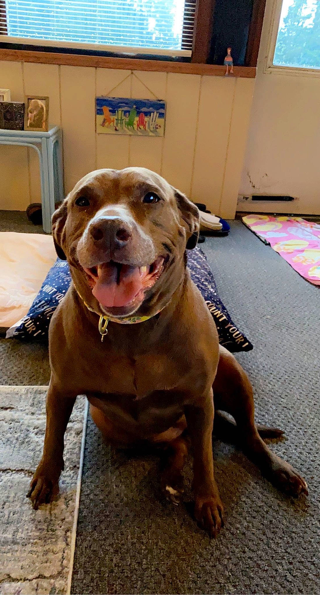 Lily is registered to the contest to win money with this photo: canidae, carnivore, collar, companion_dog, dog, dog_breed, dog_collar, fawn, flooring, guard_dog, leash, liver, molosser, pet_supply, snout, sporting_group, whiskers, working_animal, working_dog, wrinkle