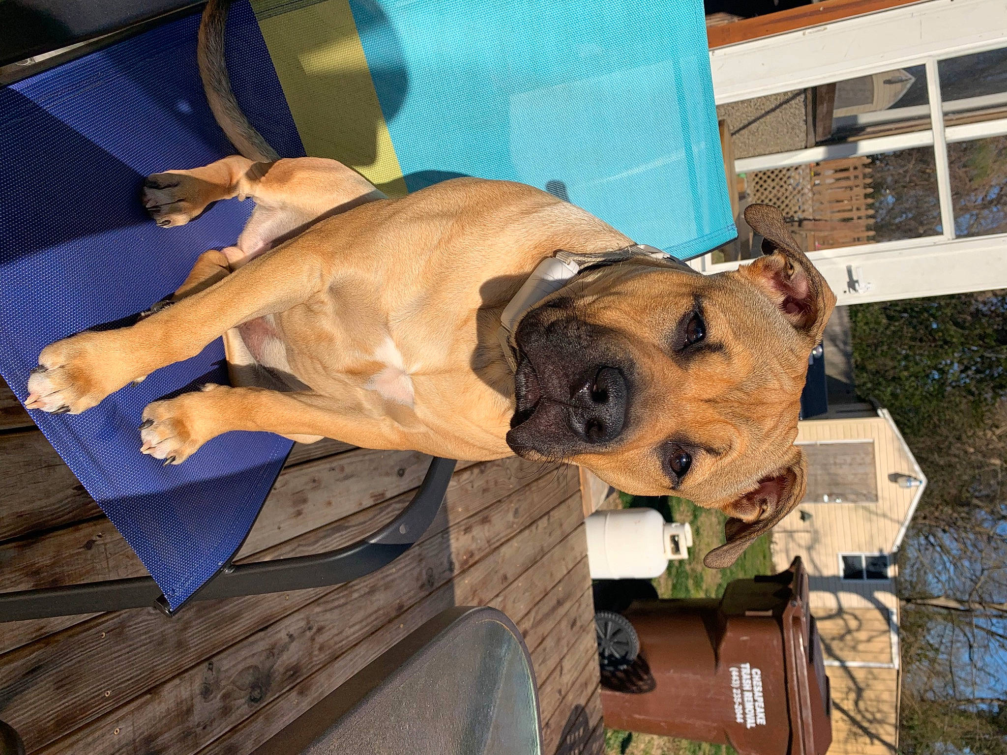 Tucker is registered to the contest to win money with this photo: building, canidae, carnivore, collar, comfort, companion_dog, dog, dog_breed, dog_supply, fawn, fur, guard_dog, non_sporting_group, pet_supply, snout, sporting_group, tree, wood, working_animal, working_dog