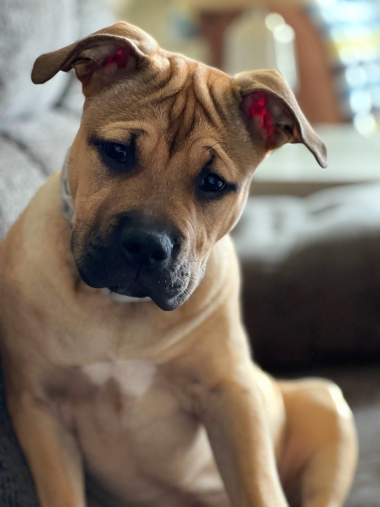 Tucker joined the competition — help win amazing prizes! ancient_dog_breeds, canidae, carnivore, collar, companion_dog, dog, dog_breed, dog_collar, fawn, guard_dog, non_sporting_group, pet_supply, snout, sporting_group, terrestrial_animal, whiskers, working_animal, working_dog, wrinkle