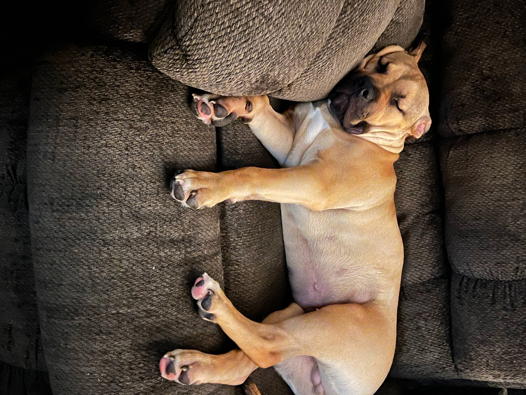 Tucker is registered to the contest to win money with this photo: abdomen, barechested, cap, chest, dress, elbow, fawn, flash_photography, foot, fur, hand, hat, human_leg, knee, leg, sun_hat, sunglasses, thigh, trunk, wrist