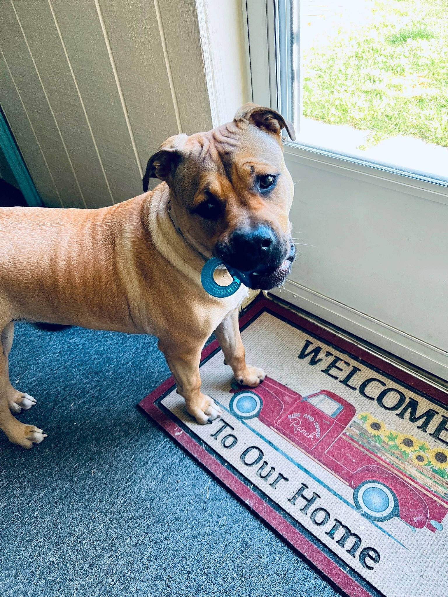 Tucker joined the competition — help win amazing prizes! canidae, carnivore, collar, companion_dog, dog, dog_breed, dog_collar, dog_supply, fawn, flooring, guard_dog, leash, paw, pet_supply, rectangle, snout, sporting_group, window, working_animal, working_dog