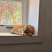 Walter is registered to the contest to win money with this photo: cat, ginger_cat, sleeping, curled_up, windowsill, window, sunlight, indoor, home, relaxed, peaceful, furry, orange, tabby, pet, animal, resting, cozy, wall, daylight