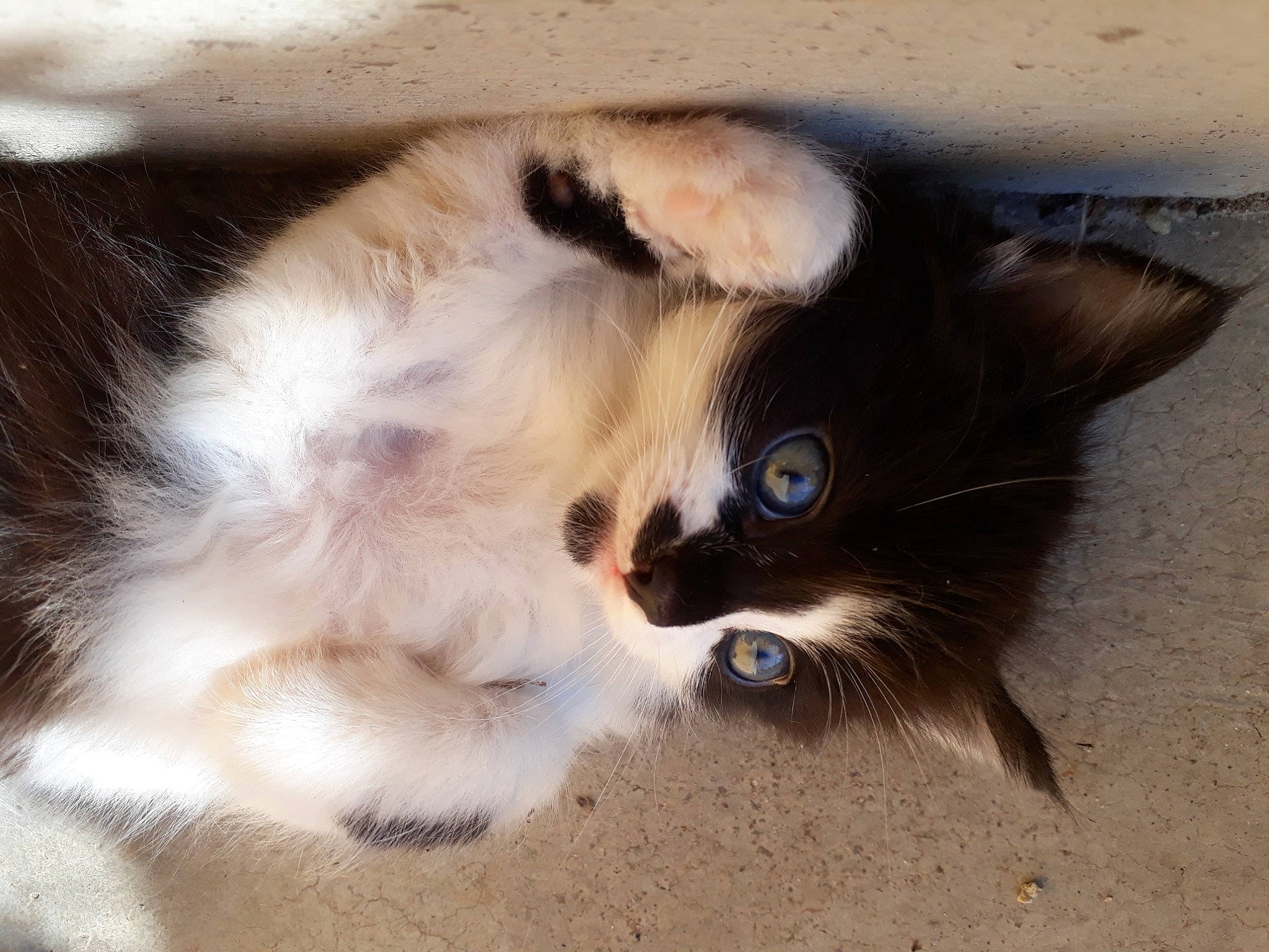 Paillette participe au concours pour gagner de l'argent avec cette photo : balinese, carnivore, cat, claw, domestic_short_haired_cat, ear, fawn, felidae, foot, fur, paw, photo_caption, sand, small_to_medium_sized_cats, snout, tail, thai, tonkinese, whiskers, window