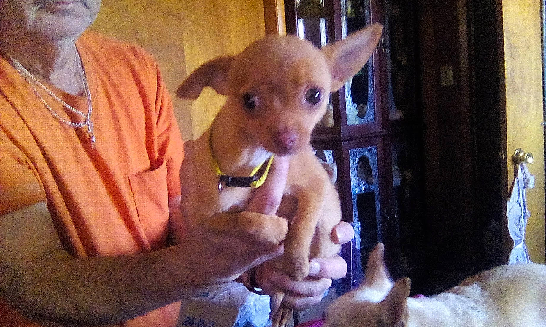 Eli is registered to the contest to win money with this photo: canidae, carnivore, companion_dog, dog, dog_breed, ear, fawn, fun, fur, gesture, hand, happy, nail, sleeve, snout, sporting_group, thumb, toy_dog, whiskers, working_animal