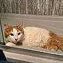 Ozzy joined the competition — help win amazing prizes! animal, bathtub, cat, curious, cute, domestic_cat, ears, eye_contact, fluffy, fur, indoor, laying_down, orange_and_white, pet, pink_nose, relaxed, resting, side_view, whiskers, young_cat