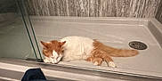 Ozzy is registered to the contest to win money with this photo: animal, bathroom, cat, cozy, denim_jacket, domestic, drain, feline, fur, glass_door, indoor, napping, orange_and_white, pet, quiet, relaxed, resting, shower, sleeping, textured_wall
