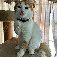 Ozzy is registered to the contest to win money with this photo: animal, cat, cat_tree, closeup, collar, curtains, cute, domestic_cat, fluffy, furniture, furry, indoor, kitten, orange, paw, pet, raising_paw, sitting, white, young_cat