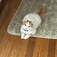 Ozzy is registered to the contest to win money with this photo: kitten, cat, pet, animal, fur, white, orange, floor, wooden_floor, rug, indoor, cute, young, small, looking_up, paws, feline, domestic, cozy, resting