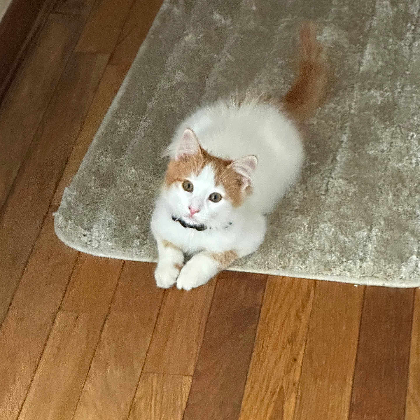 Ozzy is registered to the contest to win money with this photo: animal, cat, cozy, cute, domestic, feline, floor, fur, indoor, kitten, looking_up, orange, paws, pet, resting, rug, small, white, wooden_floor, young