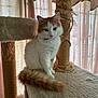 Ozzy is registered to the contest to win money with this photo: animal, cat, cat_tree, cozy, curled_tail, curtains, domestic_cat, ears, feline, fluffy_cat, fur, indoor, orange_and_white_cat, paw, pet, relaxed, scratching_post, sitting, soft_lighting, whiskers