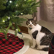 Perry is registered to the contest to win money with this photo: animal, bell, carpet, cat, christmas_tree, closeup, collar, cozy, curious, curtains, decorations, feline, festive, greenery, holiday, indoor, pet, sitting, tree_lights, tree_skirt