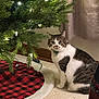animal, bell, carpet, cat, christmas_tree, closeup, collar, cozy, curious, curtains, decorations, feline, festive, greenery, holiday, indoor, pet, sitting, tree_lights, tree_skirt