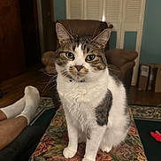 Perry is registered to the contest to win money with this photo: cat, tabby_cat, white_cat, pet, animal, sitting, indoor, living_room, furniture, ottoman, fluffy, closeup, domestic_cat, household, relaxed, person, socks, armchair, carpet, cozy