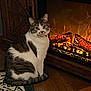 animal, cabinet, carpet, cat, cozy, curious, domestic_animal, electric_fireplace, feline, fireplace, fur, home_interior, indoor, pet, relaxed, sitting, tabby, warm_lighting, white_fur, wooden_floor