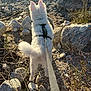 Loki is registered to the contest to win money with this photo: adventure, animal, bush, daylight, desert, dog, dry_plants, ears, exploring, ground, harness, leash, nature, outdoor, pet, rocks, rocky_terrain, sunlight, tail, white_fur