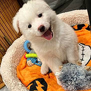 Loki is registered to the contest to win money with this photo: animal, black_object, cozy, cute, dog, fluffy, furniture, happy, home, indoor, orange_blanket, pet_bed, playful, puppy, smiling, tongue_out, toys, white_fur, wooden_cabinet, young