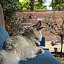 animal, backyard, blue_couch, brick_wall, bush, canine, couch, daylight, dog, fluffy, fur, greenery, happy, nature, outdoor, pet, relaxed, sitting, tree, white