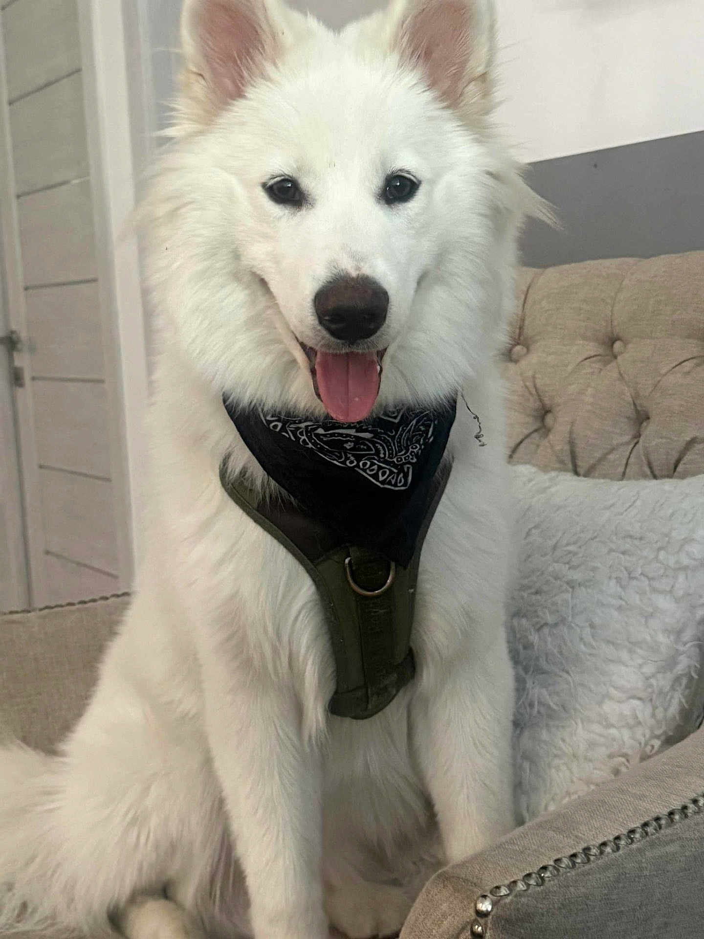 Loki is registered to the contest to win money with this photo: dog, white_fur, bandana, harness, indoor, couch, furniture, pet, happy, tongue_out, smiling, fluffy, sitting, canine, domestic_animal, home, cozy, portrait, cute, companion