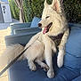 Loki is registered to the contest to win money with this photo: dog, white_dog, outdoor, sofa, cushion, leash, sunlight, hedge, shed, panting, happy, pet, canine, fur, relaxing, daylight, garden, backyard, seated, collar