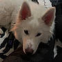 Loki joined the competition — help win amazing prizes! dog, white_dog, pet, indoor, resting, cozy, soft_lighting, fur, ears, nose, person, leg, blanket, home, relaxed, animal, companion, comfort, black_pants, floor