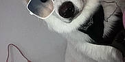 Loki is registered to the contest to win money with this photo: dog, white_dog, sunglasses, bandana, pet, indoor, fluffy, cute, canine, accessory, closeup, fur, animal, portrait, face, nose, ears, tail, resting, household