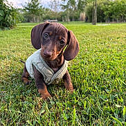 April a rejoint le concours — aidez-le/la à gagner de superbes lots ! puppy, dog, dachshund, grass, outdoor, park, vest, cute, pet, animal, greenery, trees, nature, portrait, young, small_dog, canine, head_tilt, curious, sunlight