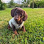 puppy, dog, dachshund, grass, outdoor, park, vest, cute, pet, animal, greenery, trees, nature, portrait, young, small_dog, canine, head_tilt, curious, sunlight