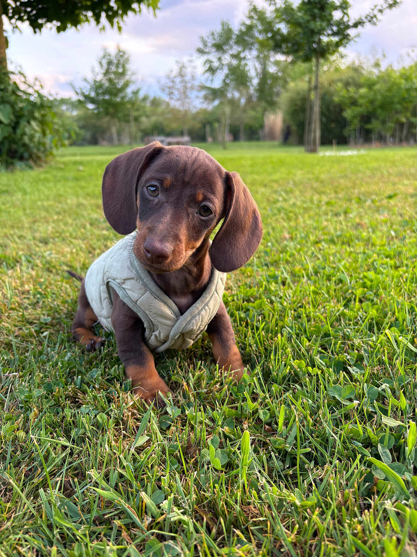 April a rejoint le concours — aidez-le/la à gagner de superbes lots ! puppy, dog, dachshund, grass, outdoor, park, vest, cute, pet, animal, greenery, trees, nature, portrait, young, small_dog, canine, head_tilt, curious, sunlight