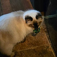 Jack is registered to the contest to win money with this photo: cat, fluffy, indoor, tile_floor, brown_floor, dark_ears, dark_face, playing, toy, green_object, curious, pet, animal, feline, home, flooring, domestic, whiskers, fur, light_shadow