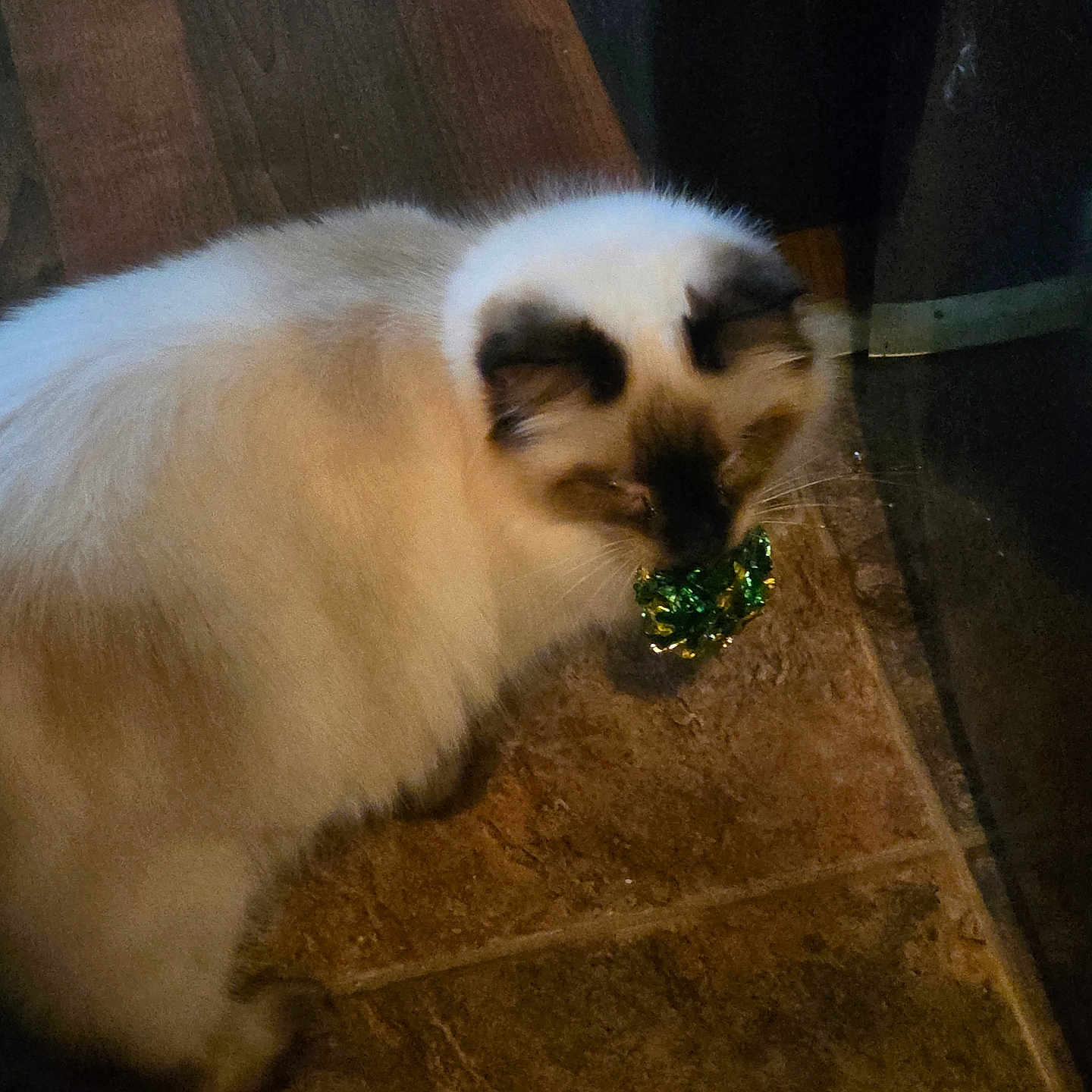 Jack is registered to the contest to win money with this photo: cat, fluffy, indoor, tile_floor, brown_floor, dark_ears, dark_face, playing, toy, green_object, curious, pet, animal, feline, home, flooring, domestic, whiskers, fur, light_shadow