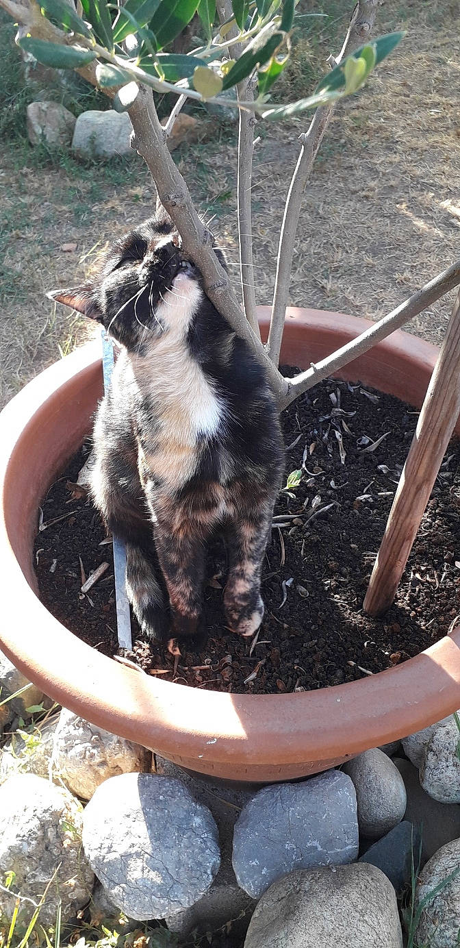 Milly participe au concours pour gagner de l'argent avec cette photo : carnivore, cat, felidae, plant, small_to_medium_sized_cats, soil, whiskers