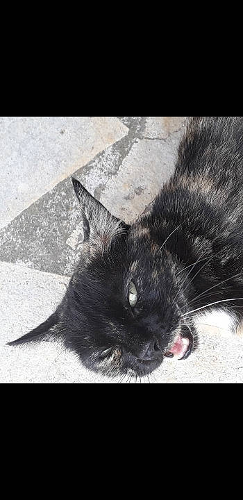 Milly participe au concours pour gagner de l'argent avec cette photo : black, black_and_white, black_cat, carnivore, cat, domestic_short_haired_cat, ear, eye, felidae, fur, iris, kitten, mammal, nose, photography, sky, small_to_medium_sized_cats, snapshot, snout, whiskers