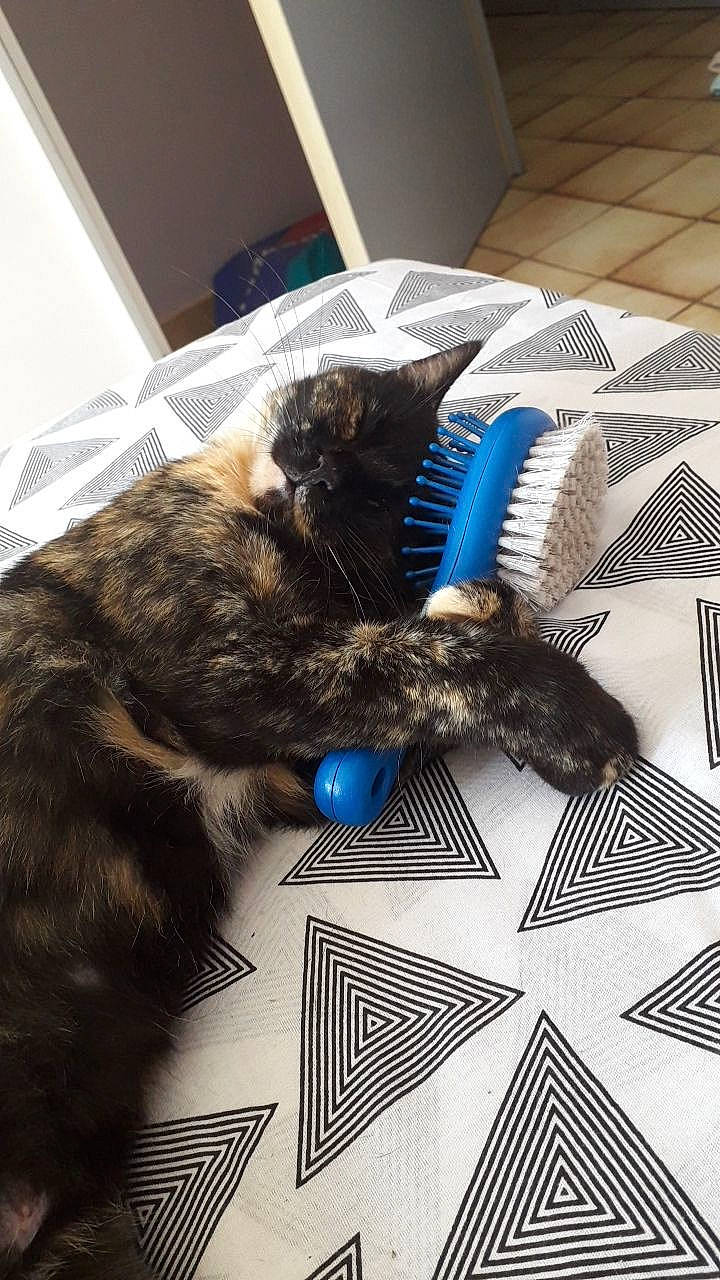 Milly a rejoint le concours — aidez-le/la à gagner de superbes lots ! canidae, carnivore, cat, claw, domestic_short_haired_cat, european_shorthair, felidae, fur, kitten, norwegian_forest_cat, paw, small_to_medium_sized_cats, whiskers