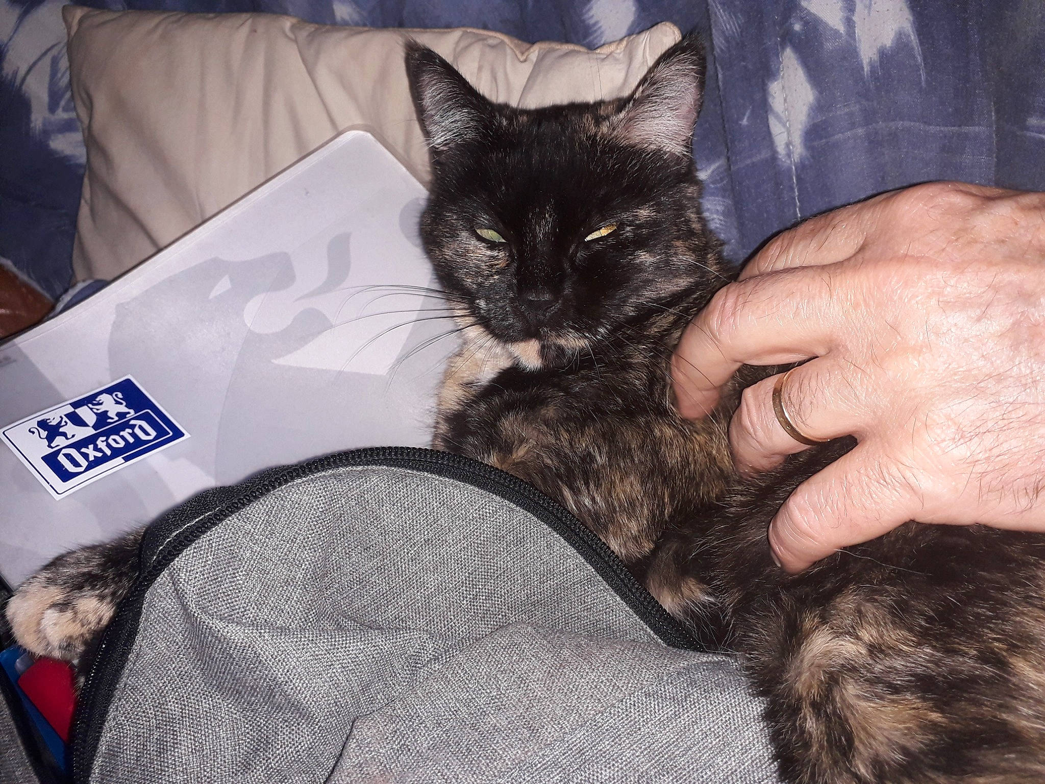 Milly a rejoint le concours — aidez-le/la à gagner de superbes lots ! american_shorthair, asian, black_cat, carnivore, cat, claw, domestic_short_haired_cat, ear, european_shorthair, felidae, fur, german_rex, kitten, lap, polydactyl_cat, small_to_medium_sized_cats, whiskers