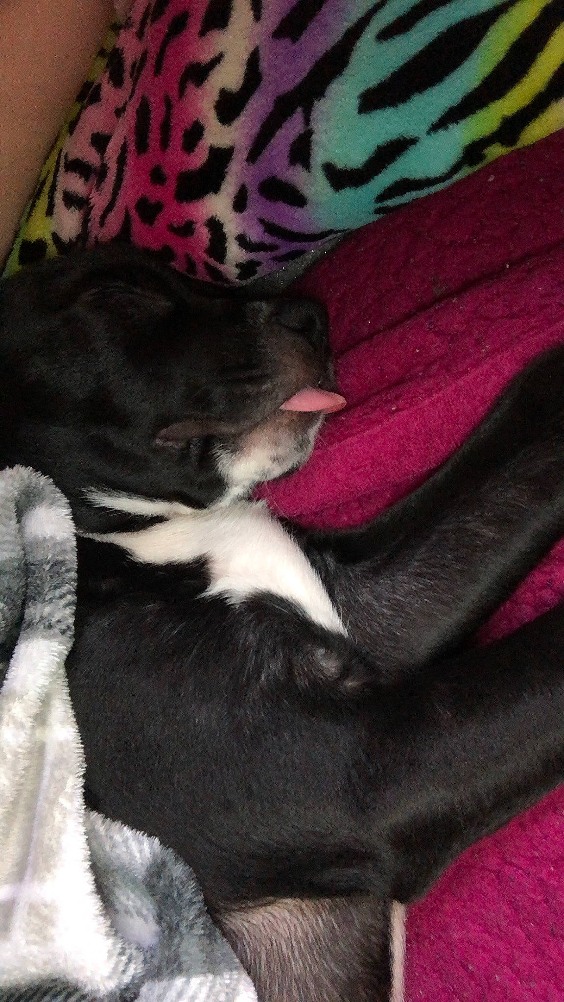 Nico is registered to the contest to win money with this photo: black, carmine, carnivore, comfort, companion_dog, dog, dog_breed, felidae, fur, human_leg, linens, magenta, pattern, paw, pink, sporting_group, tail, toy_dog, whiskers, wrist