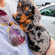 Frankie is registered to the contest to win money with this photo: puppy, dog, dachshund, speckled_coat, person, hand, sunglasses, reflection, gray_shirt, outdoor, car, parking_lot, greenery, cute, pet, close_up, holding, animal, portrait, small