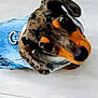Frankie is registered to the contest to win money with this photo: dog, puppy, dachshund, denim_jacket, spotted, pet, indoor, floor, curious, looking_up, animal, cute, young, small, ears, brown, black, orange, canine, domestic