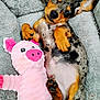 Frankie is registered to the contest to win money with this photo: puppy, dog, sleeping, plush_toy, pink, pig, blanket, cozy, cute, pet, fur, paw, napping, relaxed, animal, snuggled, soft, toy, resting, domestic