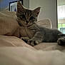 Anatole a rejoint le concours — aidez-le/la à gagner de superbes lots ! kitten, cat, indoor, bed, bedding, soft, furniture, curious, pet, animal, paw, whiskers, ears, resting, cozy, home, portrait, cute, relaxed, young