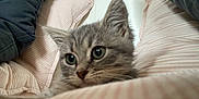Anatole a rejoint le concours — aidez-le/la à gagner de superbes lots ! kitten, cat, gray_tabby, close_up, bed, bedding, pink_stripes, soft, cozy, pet, fur, whiskers, ears, eyes, indoor, cute, young, animal, resting, comfort