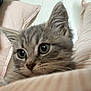 kitten, cat, gray_tabby, close_up, bed, bedding, pink_stripes, soft, cozy, pet, fur, whiskers, ears, eyes, indoor, cute, young, animal, resting, comfort