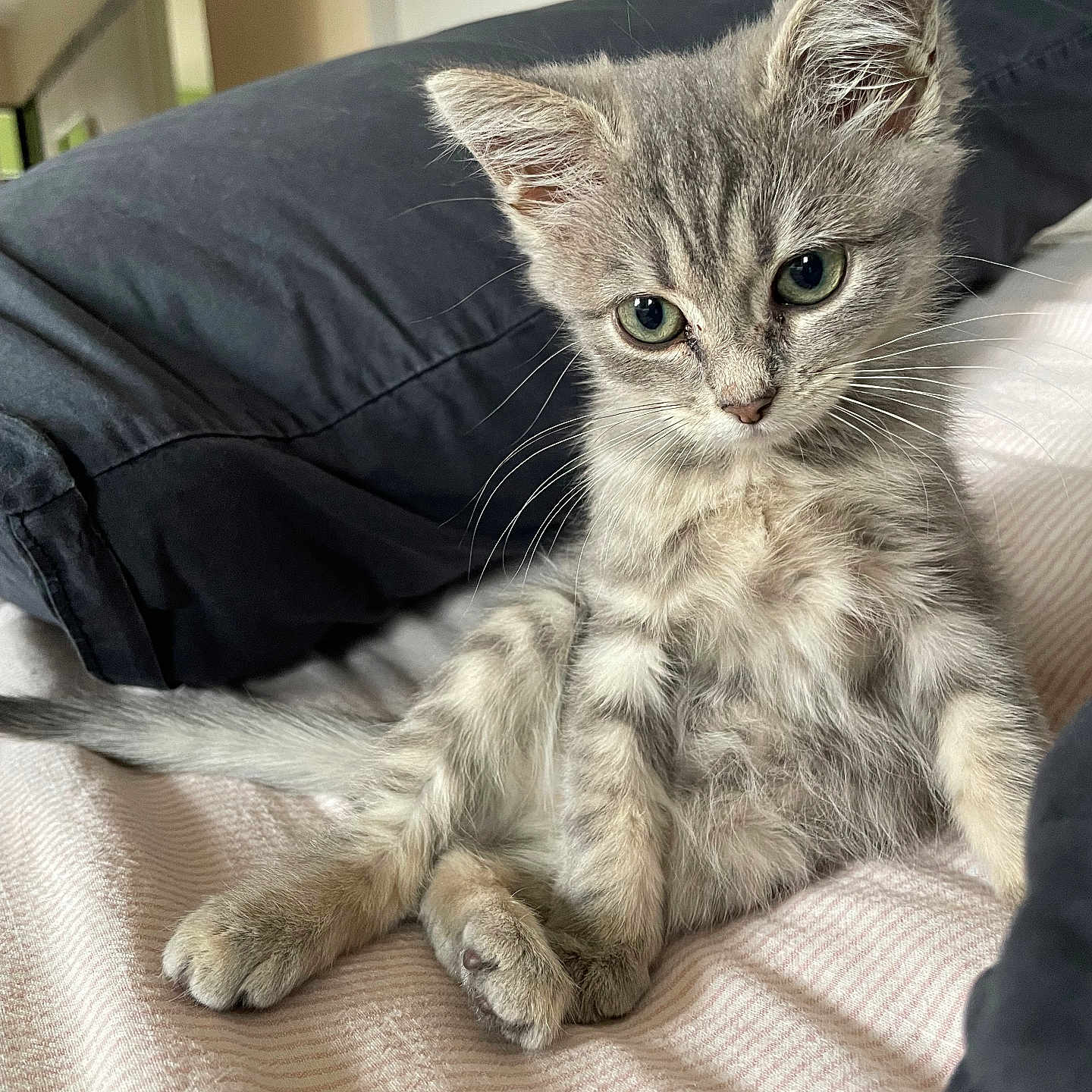 Anatole a rejoint le concours — aidez-le/la à gagner de superbes lots ! animal, bed, blanket, cat, curious, cute, domestic_cat, feline, fur, gray_tabby, green_eyes, indoor, kitten, pet, pillow, resting, small, soft, whiskers, young