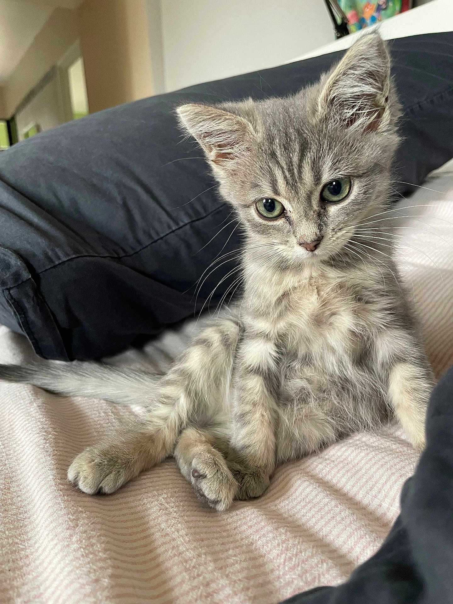 Anatole a rejoint le concours — aidez-le/la à gagner de superbes lots ! kitten, cat, gray_tabby, fur, whiskers, green_eyes, pet, cute, animal, indoor, bed, blanket, pillow, resting, feline, young, small, domestic_cat, soft, curious