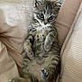 Anatole a rejoint le concours — aidez-le/la à gagner de superbes lots ! kitten, cat, pet, feline, grey, tabby, indoor, bed, bedding, striped, cute, young, fur, whiskers, paws, relaxed, resting, soft, domestic, animal