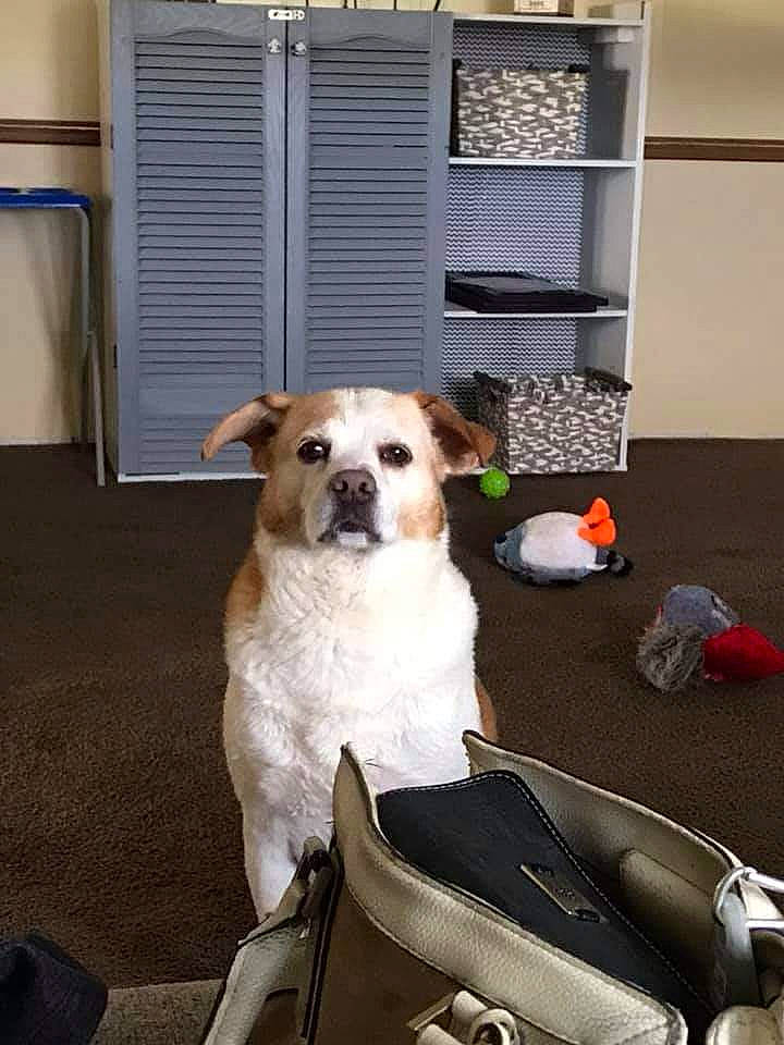 Kujo is registered to the contest to win money with this photo: canidae, cardigan_welsh_corgi, carnivore, companion_dog, dog, dog_breed, fawn, mammal, pembroke_welsh_corgi, sporting_group, vertebrate, welsh_corgi