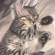Pooky participe au concours pour gagner de l'argent avec cette photo : kitten, sleeping, tabby_cat, paw_pads, feline, cute, pet, animal, fur, whiskers, closed_eyes, relaxed, cozy, bed, blanket, striped_fur, small, domestic_cat, resting, soft