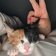 Zelphy participe au concours pour gagner de l'argent avec cette photo : kitten, calico, sleeping, cat, hand, peace_sign, pink_nail_polish, white_fabric, close_up, cute, cozy, pet, indoor, feline, resting, paw, soft, animal, domestic, friendship